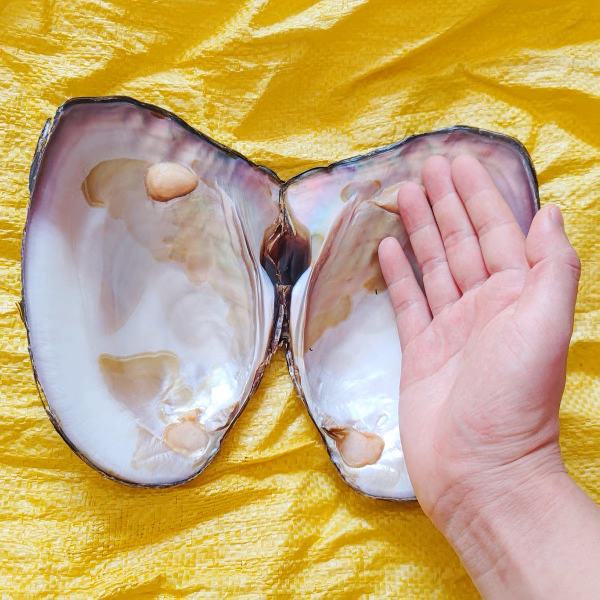 【101 】unpolished shell(only charge shipping fee)