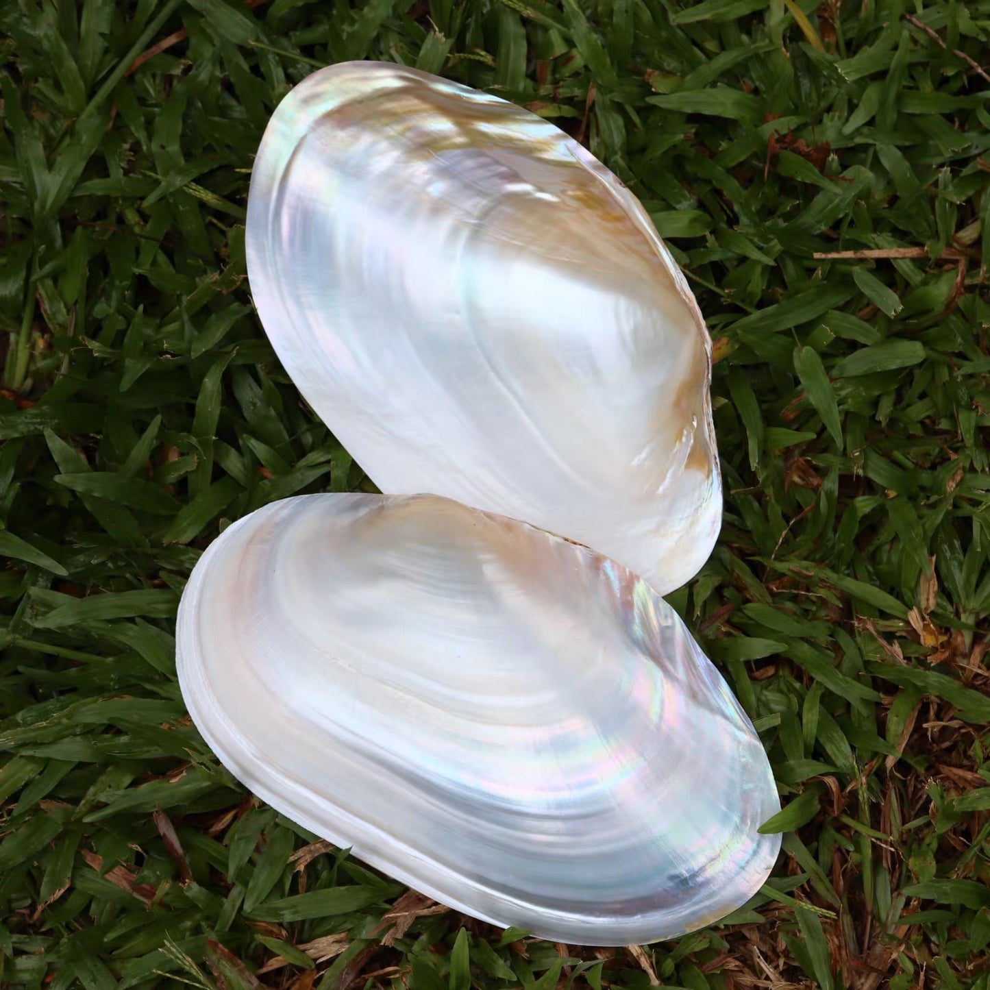 【102 】Polished shell