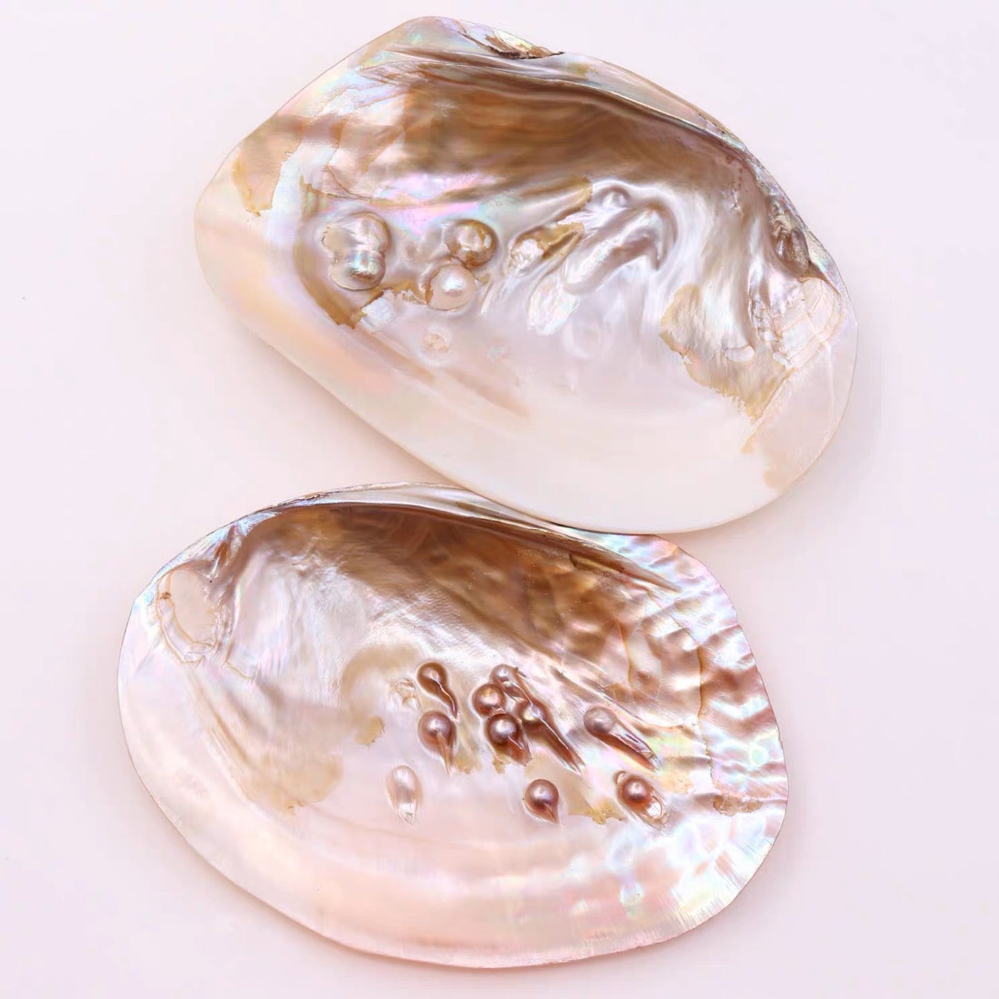 【102 】Polished shell