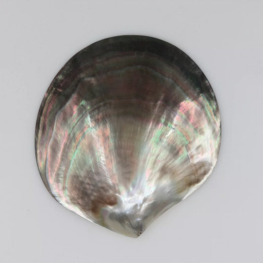 【103 】Tahiti shell